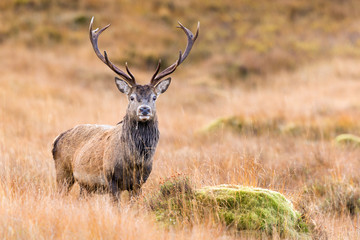 Naklejka na ściany i meble Scottish Red Deer Stag