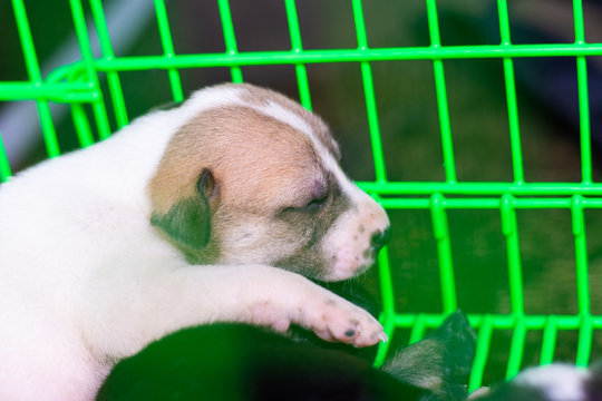 one baby dog in green cage select focud one leg mummal animal