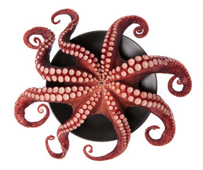 Beautiful of a squid tentacles on dish isolated on white background © cloud7days