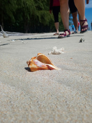 Fototapeta na wymiar shell on sand
