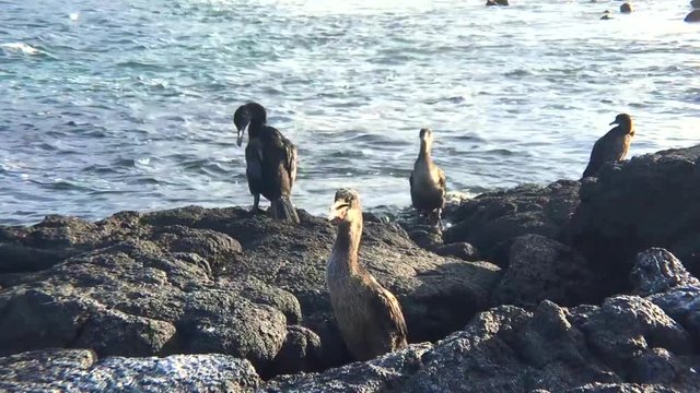 Flightless Cormorant - short wings show Darwin's proof of evolution in the Galapagos