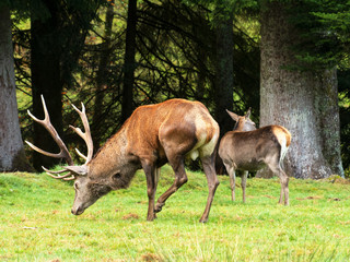 Hirschpaar