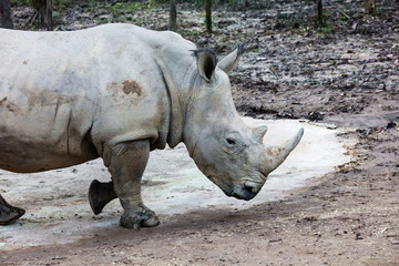 Naklejka premium duże nosorożce spacerujące po lesie