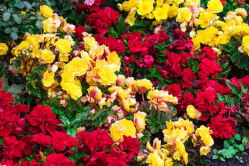 yellow and red flowers in a flowerbed