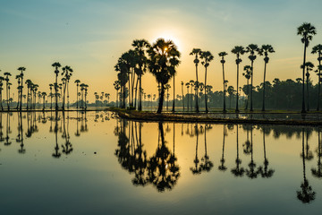 Silhouette of palmyra palm or toddy palm trees and their reflections in the field during an early beautiful dawn