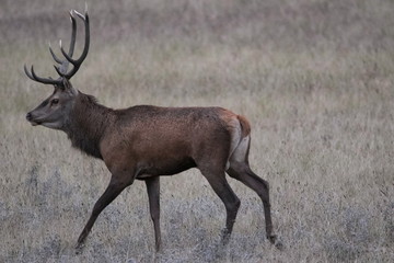 Cerf, roi de la forêt