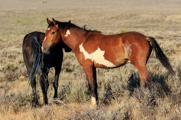 Fototapeta premium Wild horses in the Colorado High Desert
