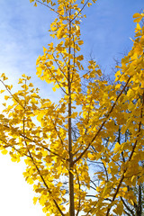  Ginkgo mit leuchtend gelben Blättern im Herbst