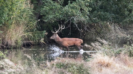 Cerf en rivière