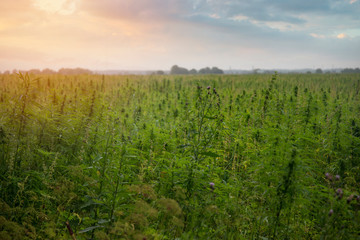 fields of industrial hemp in Estonia