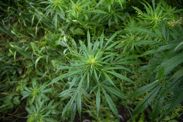 fields of industrial hemp in Estonia