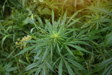 fields of industrial hemp in Estonia