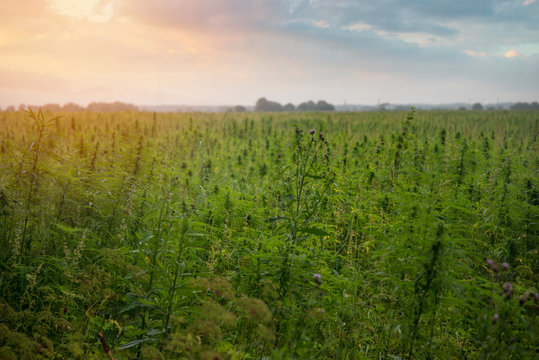 Fields Of Industrial Hemp In Estonia