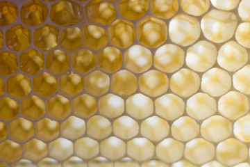 honeycombs full of honey. close up. macro