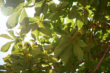 Kastanienbaum im Herbst mit Früchten bei Sonnenschein