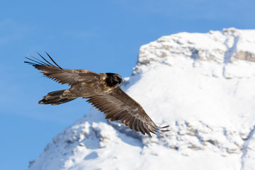 Bearded vulture, Gypaetus barbatus, immature, first year, Vanoise, France 2018