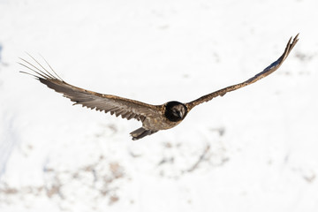 Bearded vulture, Gypaetus barbatus, immature, first year, Vanoise, France 2018