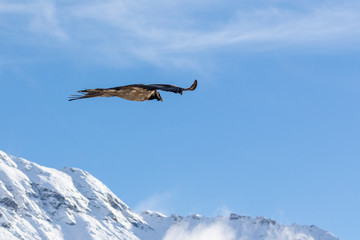 Bearded vulture, Gypaetus barbatus, immature, first year, Vanoise, France 2018