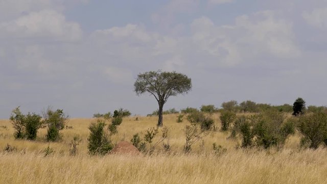 Views Of The African Savannah With Yellow Grass From The Drought And The Bushes