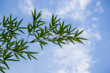 leaves and trunks of young bamboo on a dark background