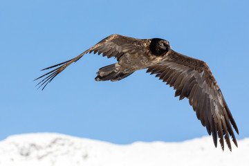 Bearded vulture, Gypaetus barbatus, immature, first year, Vanoise, France 2018