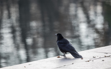 black crow on the shore
