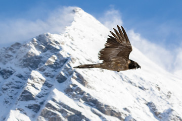Fototapeta na wymiar Bearded vulture, Gypaetus barbatus, immature, first year, Vanoise, France 2018