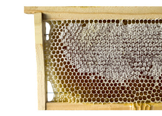 frame with honeycomb. isolate. horizontally. close up