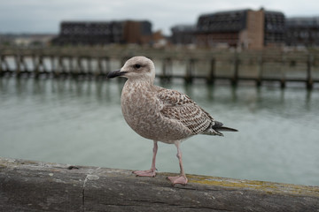mouette