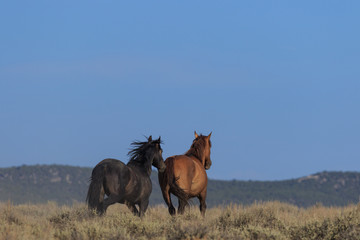 Wild horses in the Colorado High Desert
