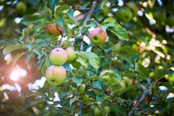 Apple tree with many fruits in summer. The sun is shining.