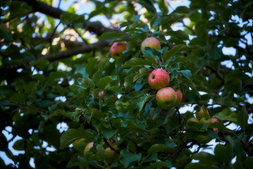 Apple tree with many fruits in summer. The sun is shining.