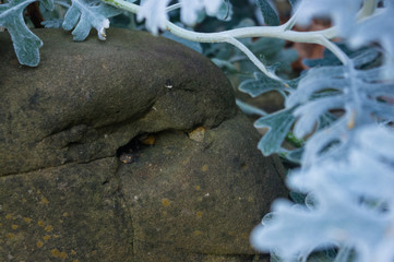 Silver dust Cineraria maritima in the garden, close up.