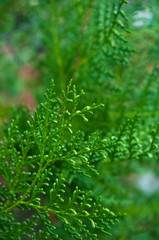 Incense cedar tree Calocedrus decurrens branch close up.