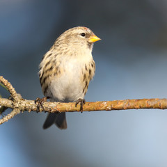Common Redpoll