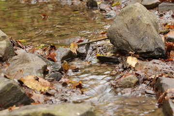 urbane naturfotographie, herbst, urban nature photography, autumn