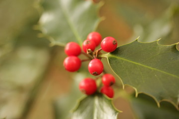 Nistelzweig, mistletoe