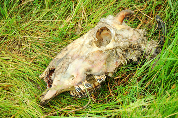 Skull of dead sheep in the grass 