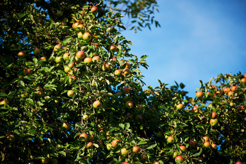 Fototapeta na wymiar Apple tree with many fruits in summer. The sun is shining.