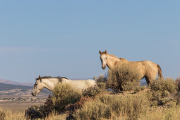 Obraz premium Wild horses in the Colorado High Desert