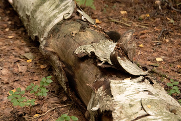 Naklejka premium Decaying birch in Nordic forest
