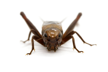Image of cricket on white background., Insects. Animals
