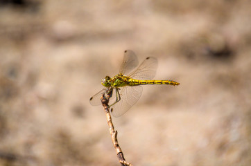 Dragonfly on a light brown background