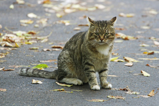 Big striped cat sitting on an asphalt road among the fallen leaves.