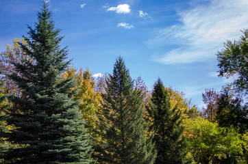 Fototapeta na wymiar Tops of fall trees and pine trees against a bright blue sky with streaky clouds