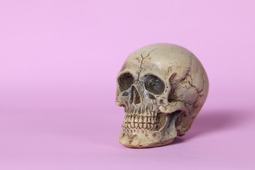 Small human skull  on pink background.