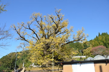 A huge ginkgo tree with a history of 1000 years.
