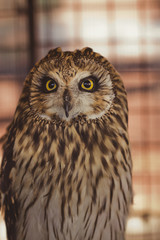 great horned owl