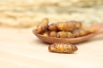 Close up of fried silkworm on wooden spoon, Traditional Thai food