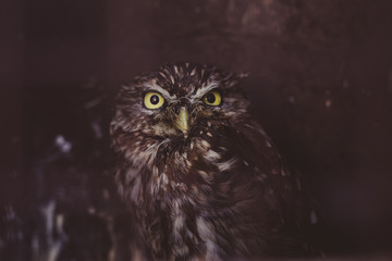portrait of an owl